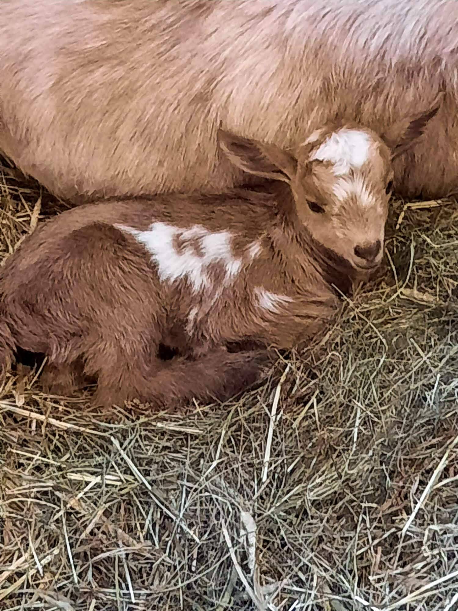 Baby Goat Penelope